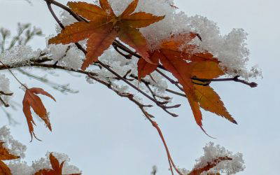 Protecting Your Precious Energy this winter